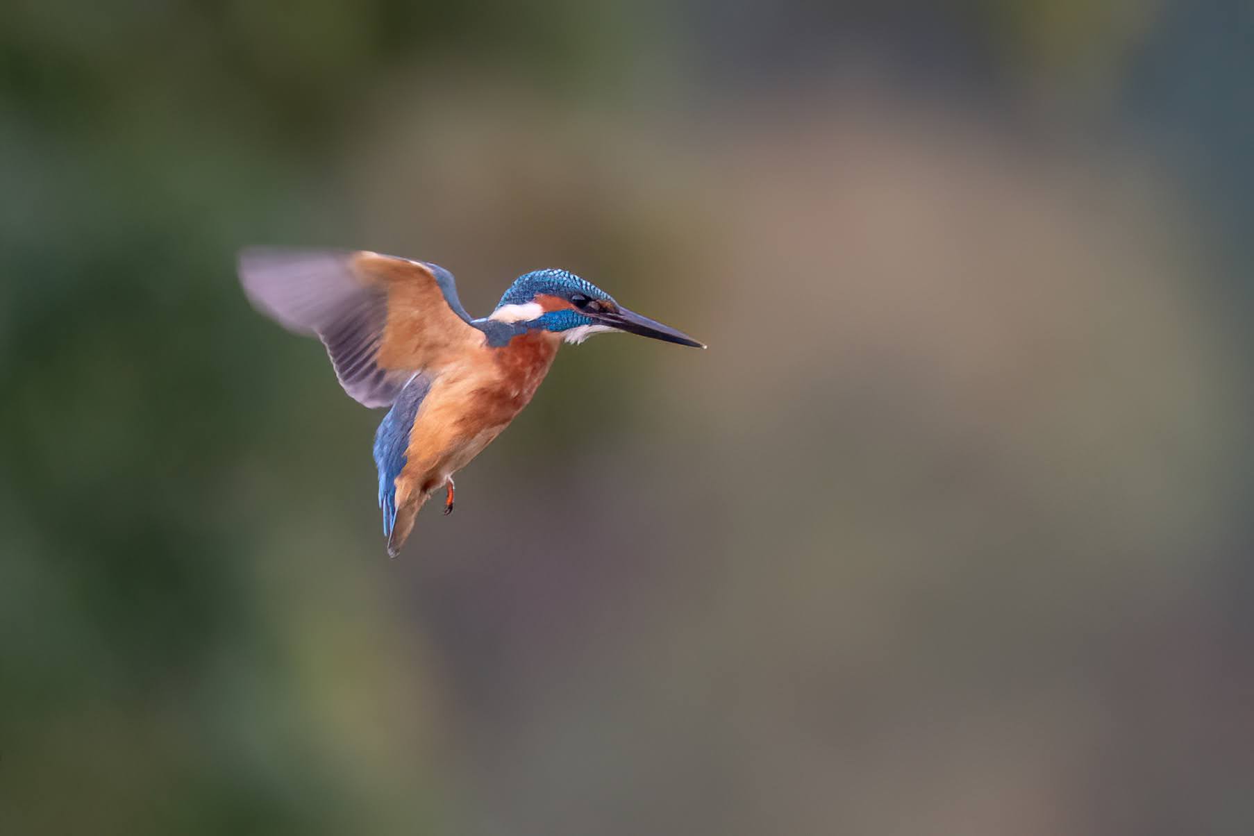 Schillernder Botschafter der Gewässer